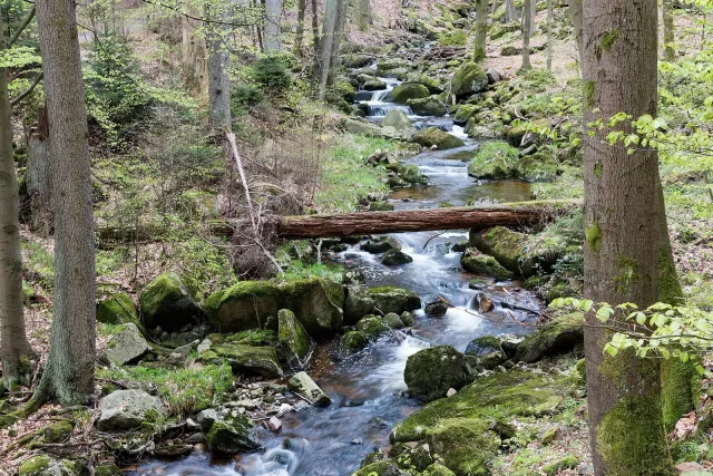 Die Ilse fließt durch das Ilsetal bei Ilsenburg im Nationalpark Harz